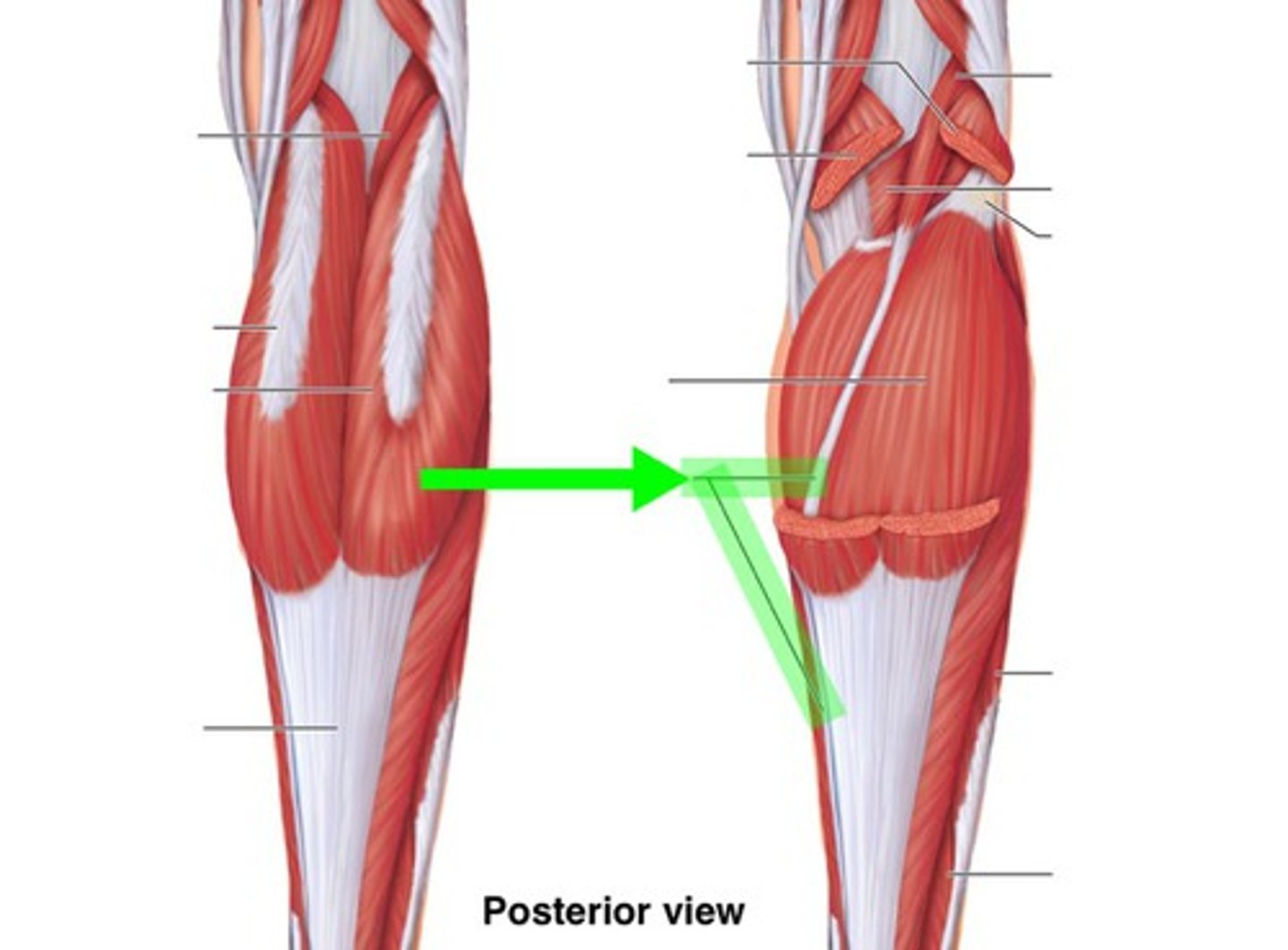 <p>superficial posterior compartment</p>