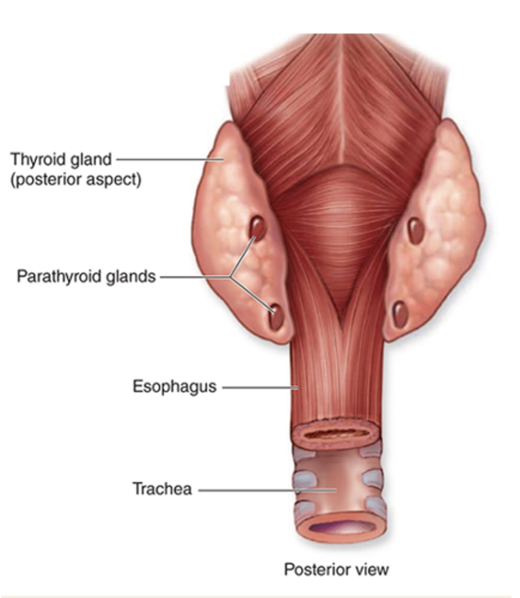 <p>How many parathyroid glands are there and where are they located?</p>