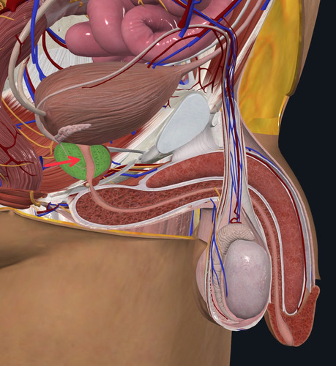 <p>ID Structure Highlighted Green Marked with the Red Arrow</p>