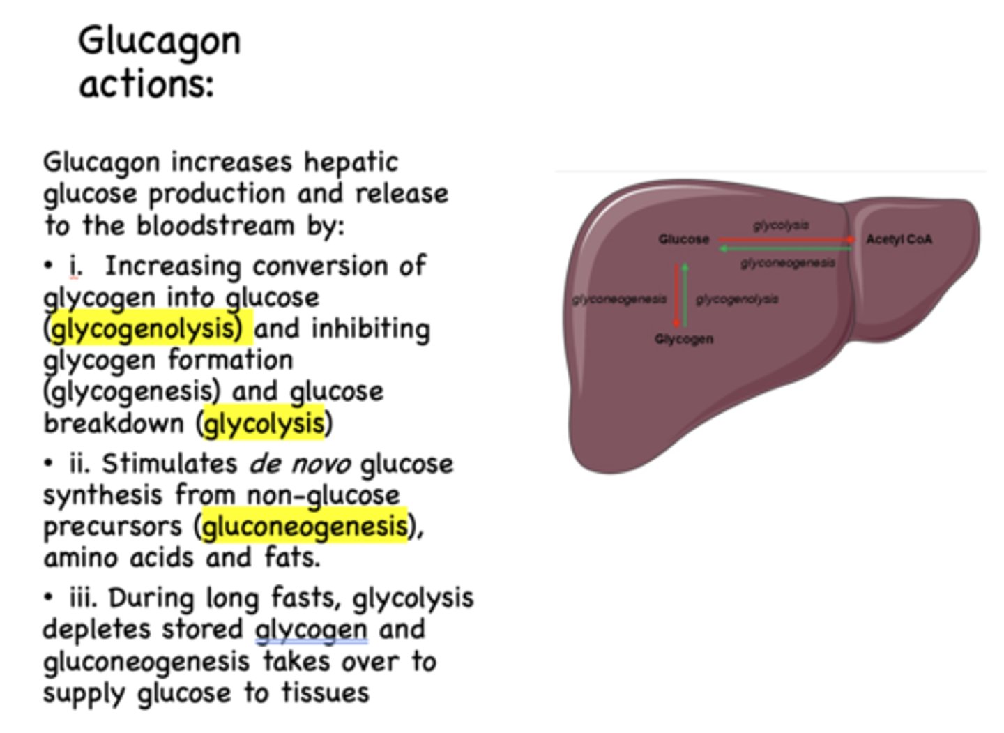 <p>glycolysis</p>