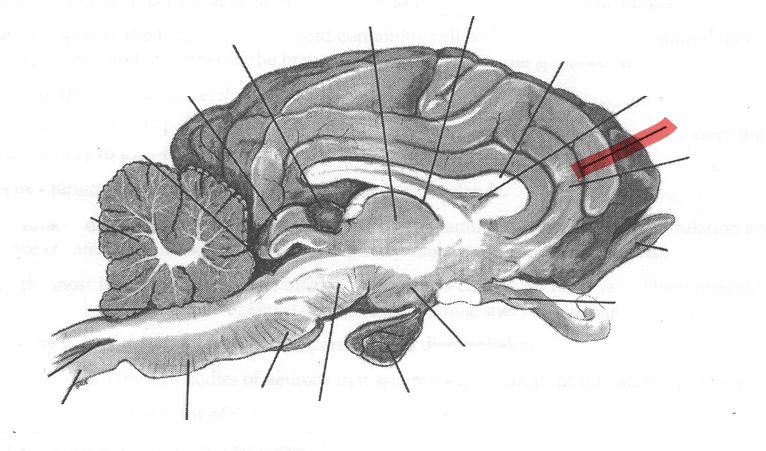 <p>Identify highlighted arrow</p>