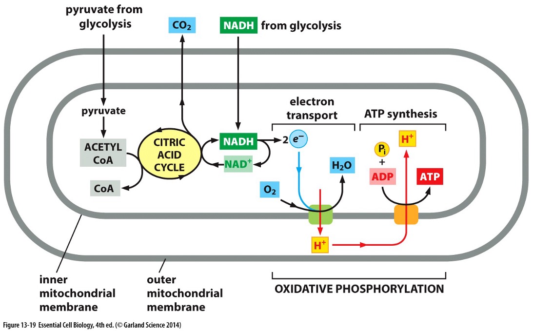 <p>Stage 3: Oxidative Phosphorylation </p>