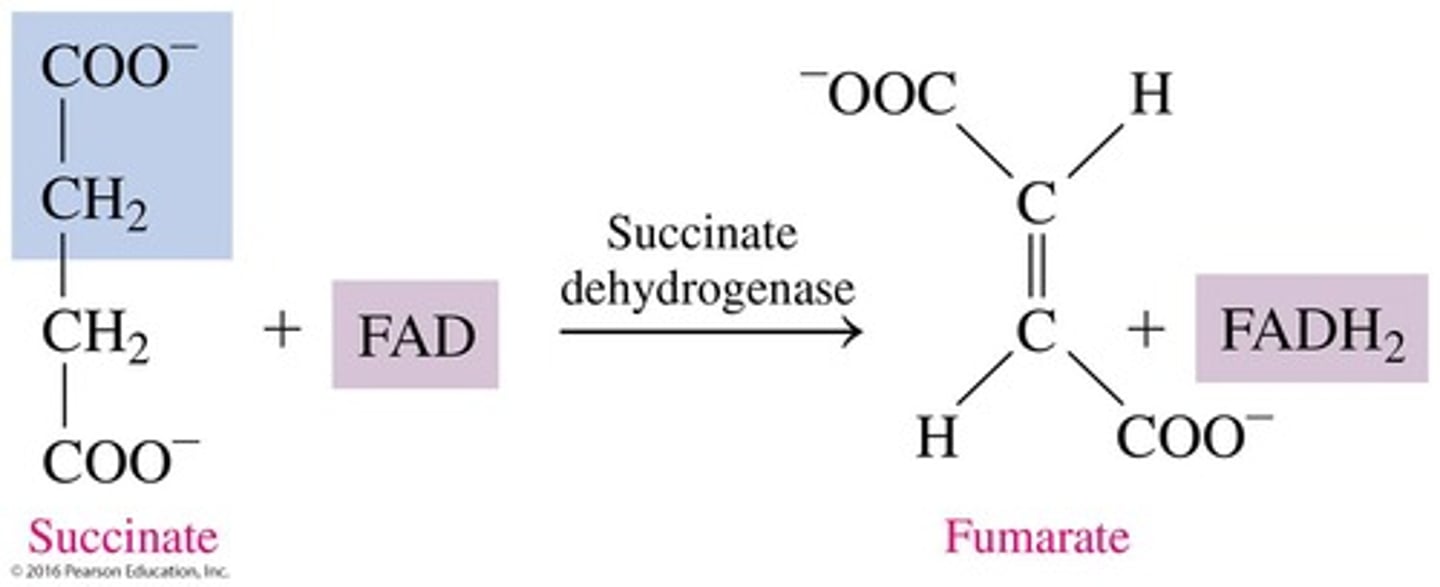 <p>It is oxidized to fumarate, reducing FAD to FADH2.</p>