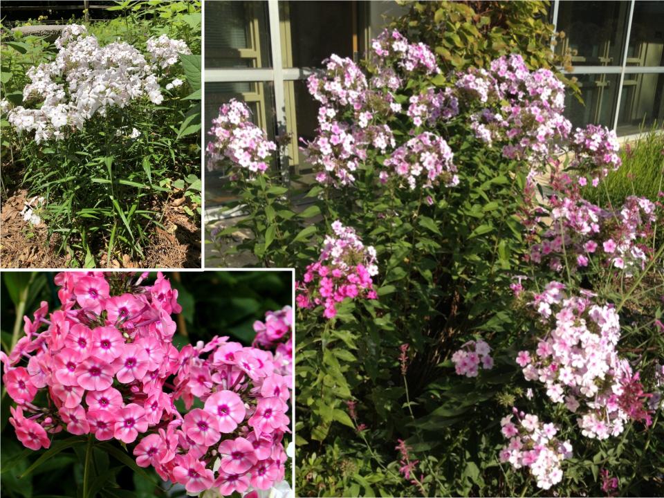 Garden Phlox