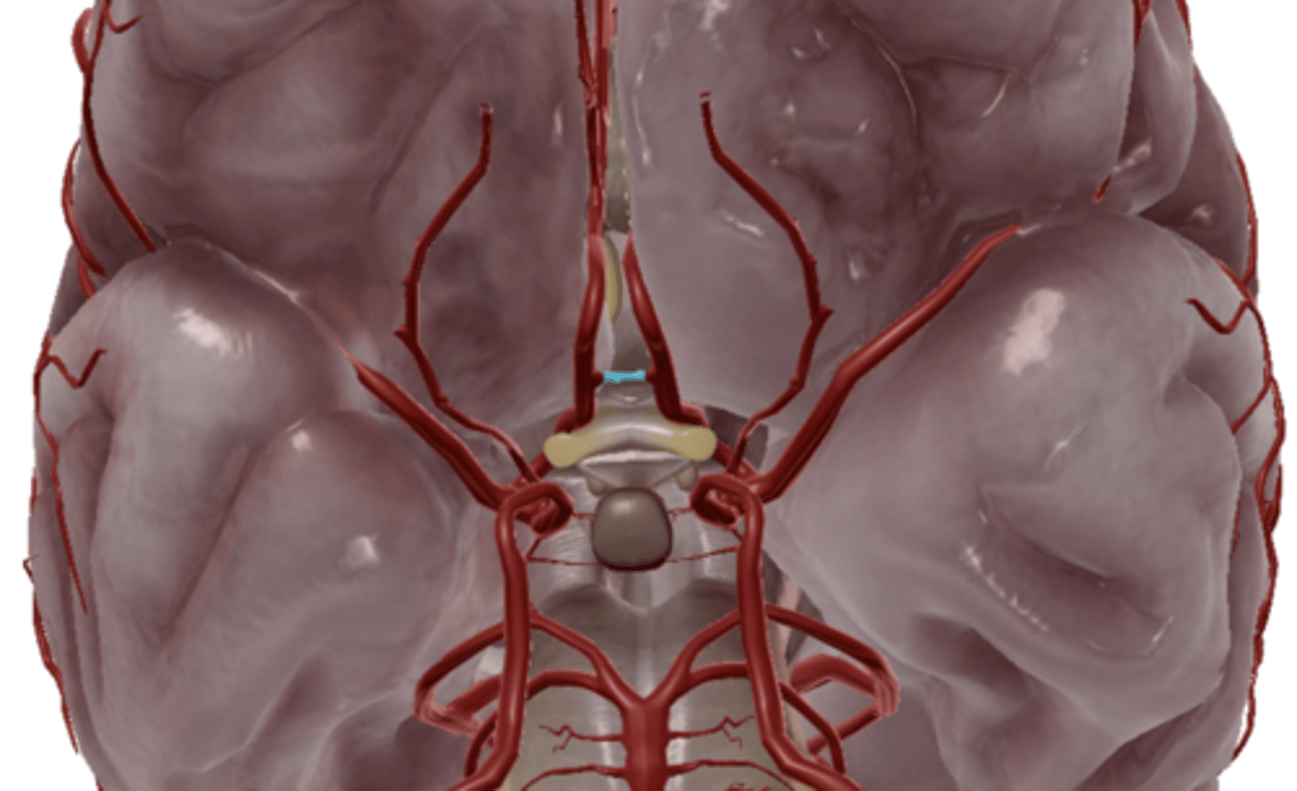 <p>connects right and left anterior cerebral arteries</p>