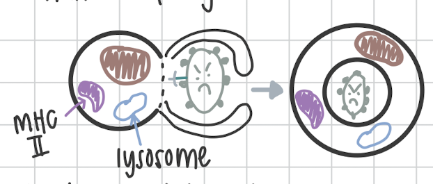 <p>Ingestion of pathogen and formation of phagosome</p>