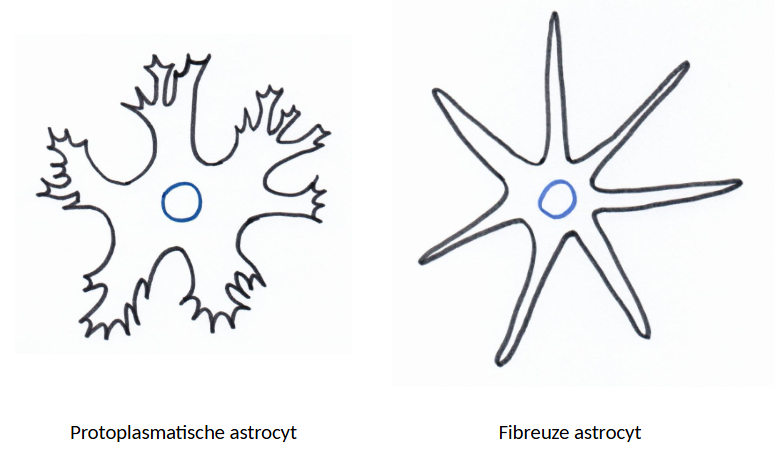 <ul><li><p>vrij grote stervormige cellen met talrijke uitlopers</p></li><li><p>veruit frequentste gliacellen in CZS</p></li><li><p>specifiek voor CZS (zoals oligodendrocyten)</p></li><li><p>cytoplasma &amp; uitlopers van astrocyten:</p><ul><li><p>bevatten talrijke bundels intermediaire filamenten → bestaan uit glial fibrillary acidic protein (GFAP)</p><ul><li><p>GFAP = specifieke merker voor astrocyten &amp; astrocytaire tumoren (astrocytomen)</p></li></ul></li></ul></li><li><p>uitlopers van astrocyten: tonen aan uiteinden kleine knopvormige verbredingen</p><ul><li><p>= eindvoetjes</p></li><li><p>eindvoetjes bedekken endotheelcellen van bloedvaatjes</p></li></ul></li><li><p>extensies van astrocyten: staan ook in contact met cellichamen van neuronen, synapsen, ependymcellen &amp; pia mater</p></li><li><p>astrocyten vullen ruimtes tussen neuronen &amp; bloedvaten</p><ul><li><p>zoals bindweefsel met fibrocyten &amp; fibroblasten dat doet op andere plaatsen in lichaam</p></li></ul></li><li><p>lichtmicroscopisch:</p><ul><li><p>neuropil</p><ul><li><p>= fibrillaire matrix gevormd door uitlopers van gliacellen samen met neurieten tussen cellichamen van neuronen</p></li></ul></li></ul></li><li><p>2 types astrocyten:</p><ul><li><p>protoplasmatische astrocyten</p><ul><li><p>vooral in grijze stof</p></li><li><p>korte, brede, sterk vertakkende uitlopers</p></li></ul></li><li><p>fibreuze astrocyten</p><ul><li><p>vooral in witte stof</p></li><li><p>minder uitlopers → fijner &amp; langer</p></li></ul></li></ul></li></ul><p></p>