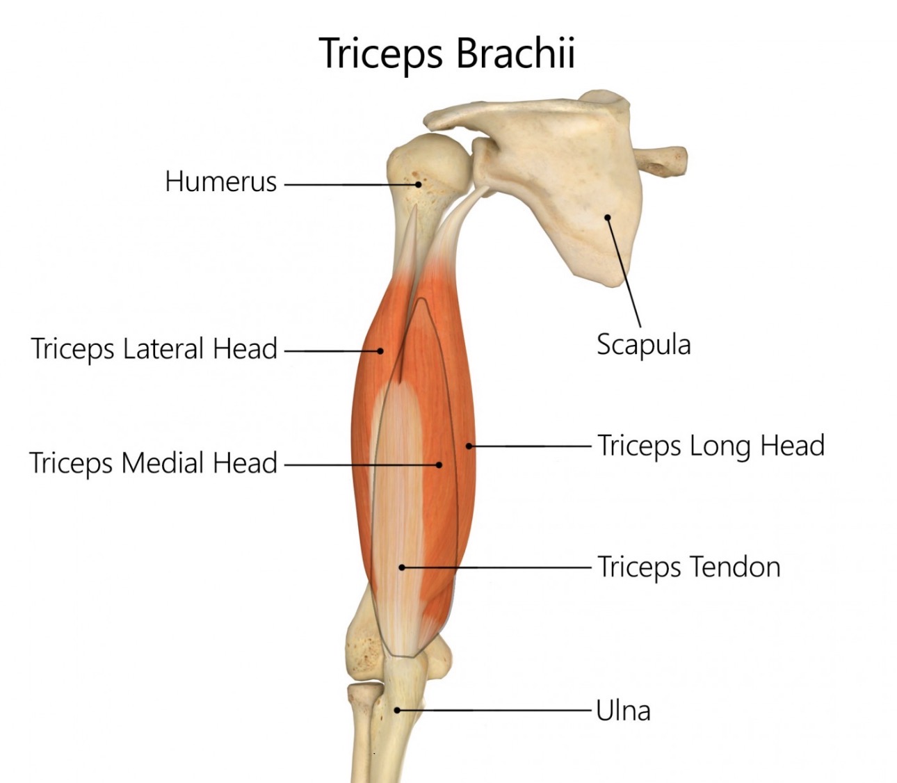 <p>triceps medial head</p>