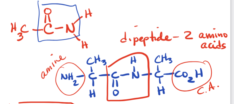 <p>Contains carbonyl group bonded to an NR_2 Group where R=Carbon or H</p>