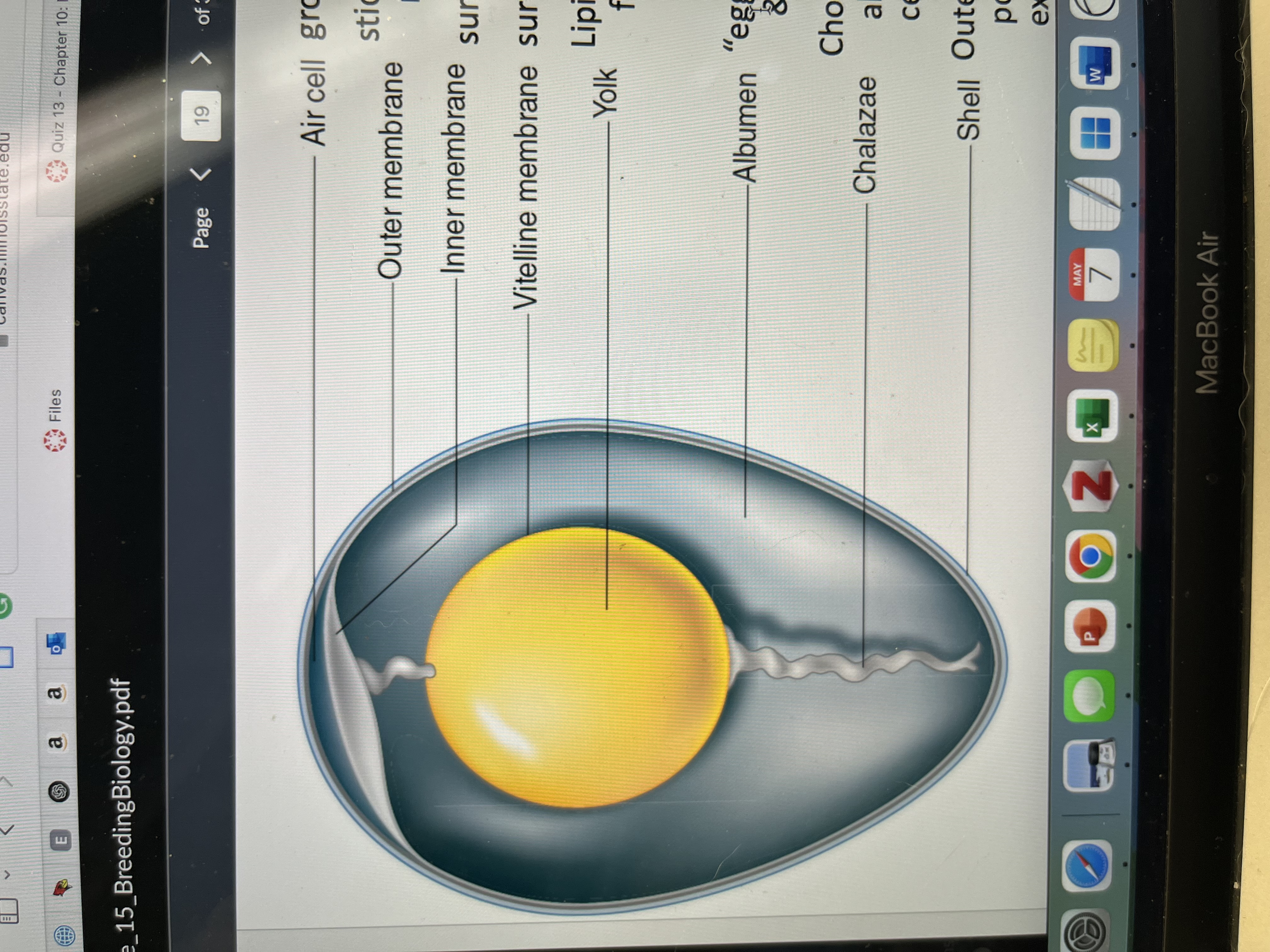 <ul><li><p>Air cell</p></li><li><p>Outer/inner membrane</p></li><li><p>Vitelline membrane</p></li><li><p>Yolk</p></li><li><p>Albumen (whites)</p></li><li><p>Chalazae</p></li><li><p>Shell</p></li></ul>