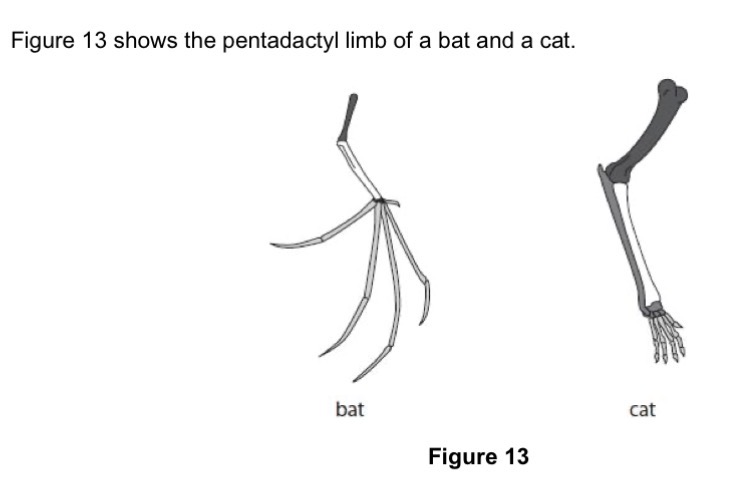 <p>Describe the reasons why the anatomy of the pentadactyl limb suggests that bats and cats evolved from a common ancestor.</p>