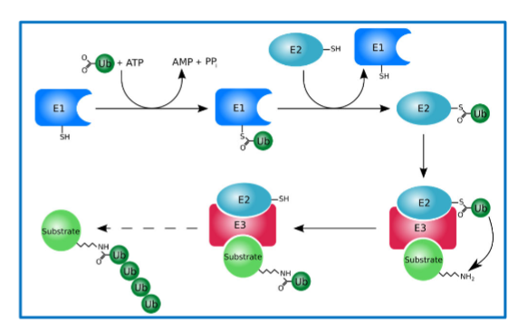 <p><span>addition of ubiquitin side chain tothe cyclin protein by three consecutive enzymatic reactions by E1, E2, and E3 enzymes</span></p><p><span>polyubidquitin side chain = sent for destruction</span></p>