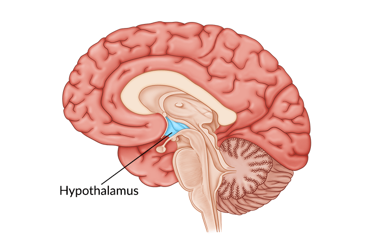 <p>Located below thalamus, governs many bodily “maintenance” activites</p><ul><li><p>Governs endocrine systems via pituitary gland</p></li><li><p>2 Sides: <mark data-color="yellow">Lateral/Ventromedial Hypothalamus</mark></p></li><li><p>Lateral Hypothalamus (LH) = Regulates hunger</p><ul><li><p>If damaged, no appetite</p></li><li><p>“limit hunger”</p></li></ul></li><li><p>Ventromedial Hypothalamus (VMH) = Regulates satiety/fullness</p><ul><li><p>If damaged, never feel full</p></li><li><p>“very much hunger”</p></li></ul></li></ul>