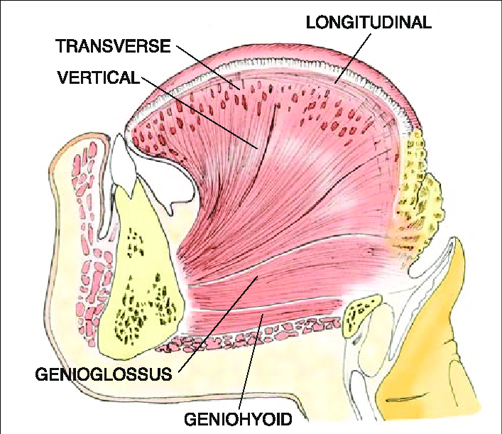 <p>c. Horizontal</p><div data-type="horizontalRule"><hr></div><p><em>VITS</em></p><p>Vertical</p><p>Inferior longitudinal</p><p><strong>Transverse</strong></p><p>Superior longitudinal</p>