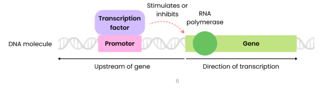<ol><li><p>Transcription factors move from cytoplasm to nucleus</p></li><li><p>Bind to DNA at a specific DNA base sequence on a promoter region (before / upstream of a target genes)</p></li><li><p>This stimulates or inhibits transcription (production of mRNA) or target gene(s) by helping or preventing RNA polymerase binding</p></li></ol><p></p>