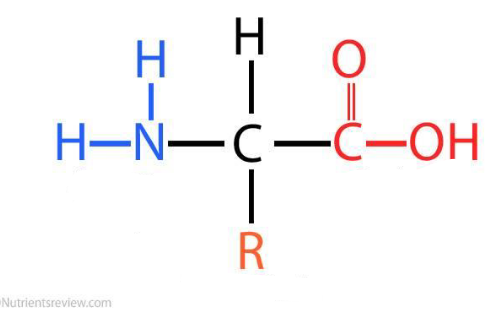 <p class="MsoNormal">Amino acid</p>