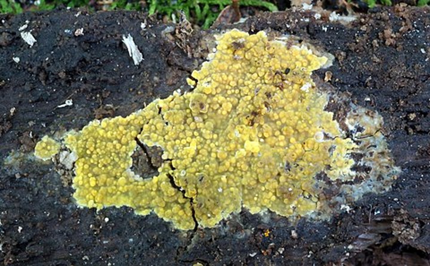 <p>żylak czerwonobrązowy</p>