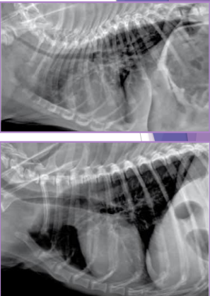 <p>Brachycephalic Obstructive Airway Syndrome (BOAS)</p>