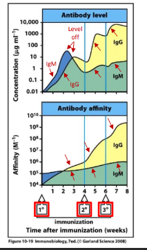 <p>-increase in the antibody level and affinity for antigen over time</p><p>-switch to an Ig class with the most appropriate functional properties</p><p>-even more prominent with subsequent exposures</p>