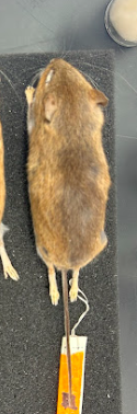 <p>Common Name?</p><p>Family?</p><p>Scientific Name?</p>