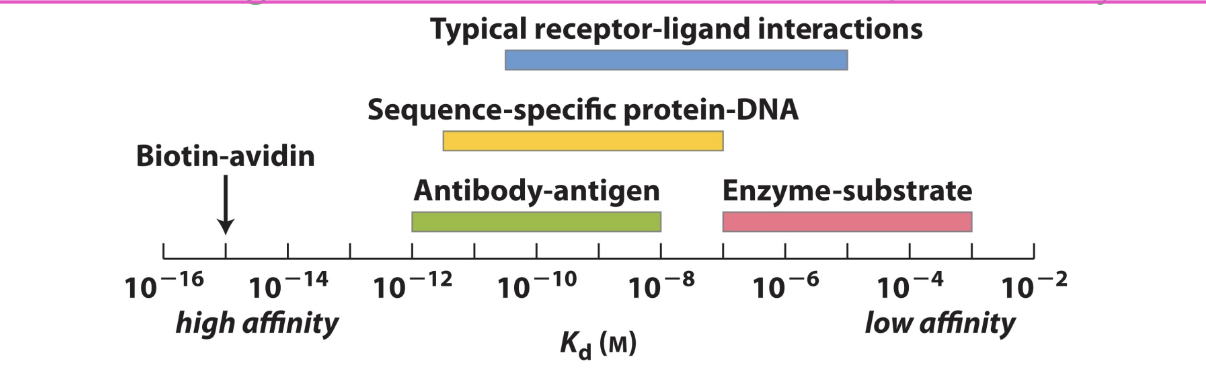 <p>higher affinity</p><ul><li><p>since Kd is the dissociation constant</p></li></ul><p></p>