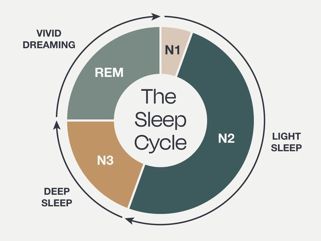 <p>a period of light sleep where sleep spindles occur, typically lasting about 20 minutes</p>