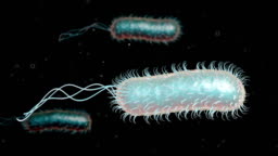 <p>Identify the long and short perturbances from the bacilli</p>