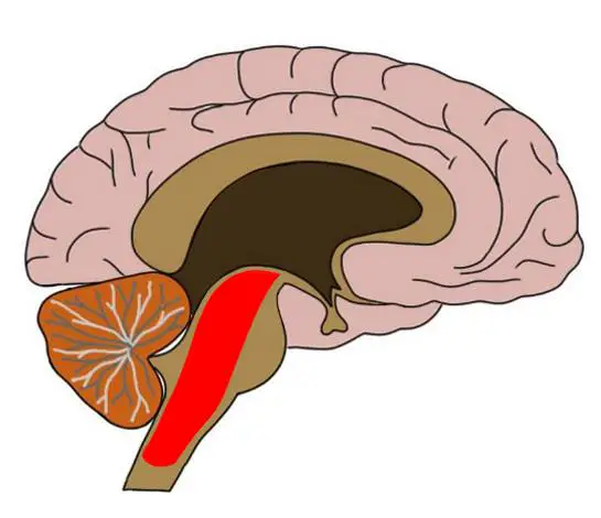 <p>plays a role in controlling conscious <strong>arousal</strong> and helps filter out unnecessary stimuli; <strong>brainstem</strong></p>