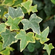 <p><span>Hedera helix cv. / English Ivy</span></p>