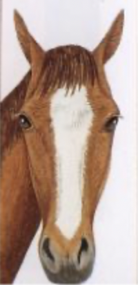<p>stripe that&nbsp;extends down muzzle but doesn’t cross the nasal crest</p>