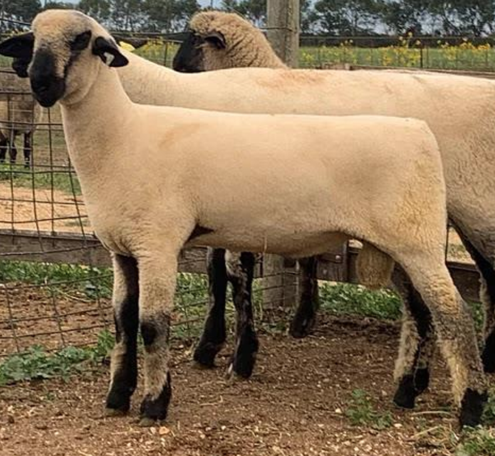 <p>What is the Name and Category of this sheep? </p>