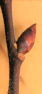 <p><span><strong>Pupeny strakaté– šupiny dvoubarevné</strong></span></p>
