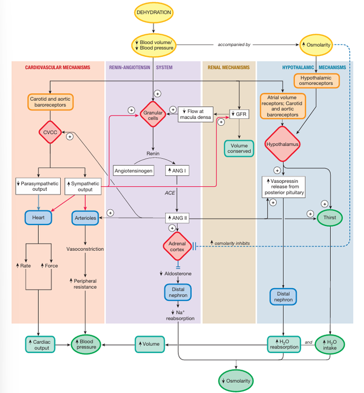 <p>explain this pathway</p>