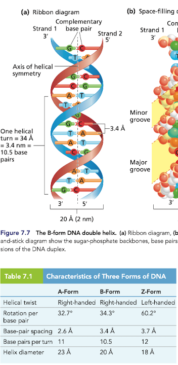 <p>The B-form DNA, has a major and minor groove that is recognized by proteins </p><ul><li><p>helical twist is right-handed</p></li></ul>