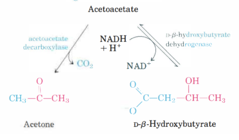 <ol><li><p>Dekarboxylering med <strong>acetoacetat dekarboxylas</strong> till aceton. Irreversibelt.</p></li><li><p>Reducering till β-hydroxybutyrat med β-hydroxybutyrat dehydrogenas. Här kommer  NADH att oxideras till NAD<sup>+</sup> + H<sup>+</sup>. Reversibelt steg. </p></li></ol>