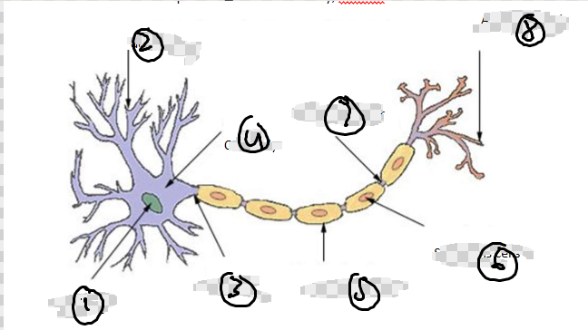 <ol><li><p>Label Parts of Neuron</p></li></ol><p></p>