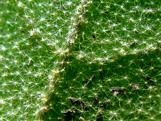 term image