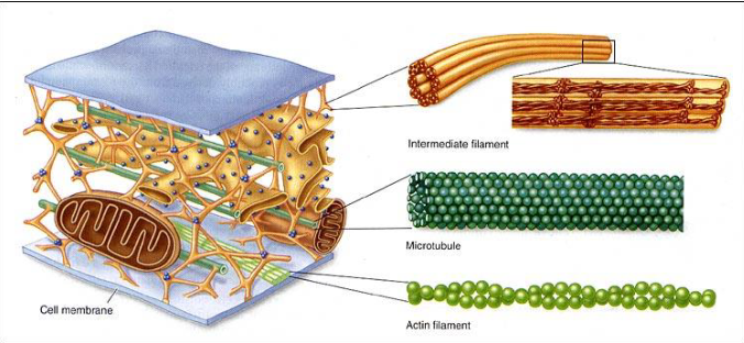 <ul><li><p>Nonmembranous organelle</p></li><li><p>Provides internal framework</p></li><li><p>Microfilaments</p></li><li><p>Intermediate Filaments</p></li><li><p>Thick Filaments</p></li><li><p>Microtubules</p></li></ul><p></p>