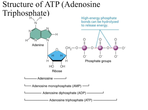 * chemical energy released when glucose is broken down is captured as ATP (adenosine triphosphate)
* directly powers chemical reactions in cells
* end phosphate group can be transferred to other compounds- use energy stored in phosphate bond to do worol
  * loss of third phosphate group converts to ATP to ADP
  * loss second phosphate group converts to ADP to AMp 