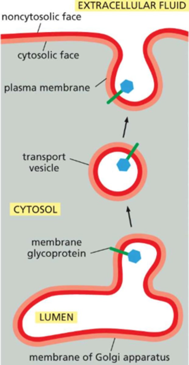 <p>the cytosolic monolayer always faces the cytosol</p><p>the non-cytosolic monolayer is exposed to either the cell exterior (in the case of the plasma membrane) or the interior space (lumen) of an organelle</p><p>this applies to phospholipids that make up the membrane AND any proteins within the plane</p>