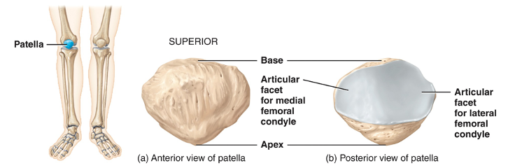 <p>a triangular bone that develops in the quadriceps tendon. Its posterior surface articulates with the femur</p><p></p>