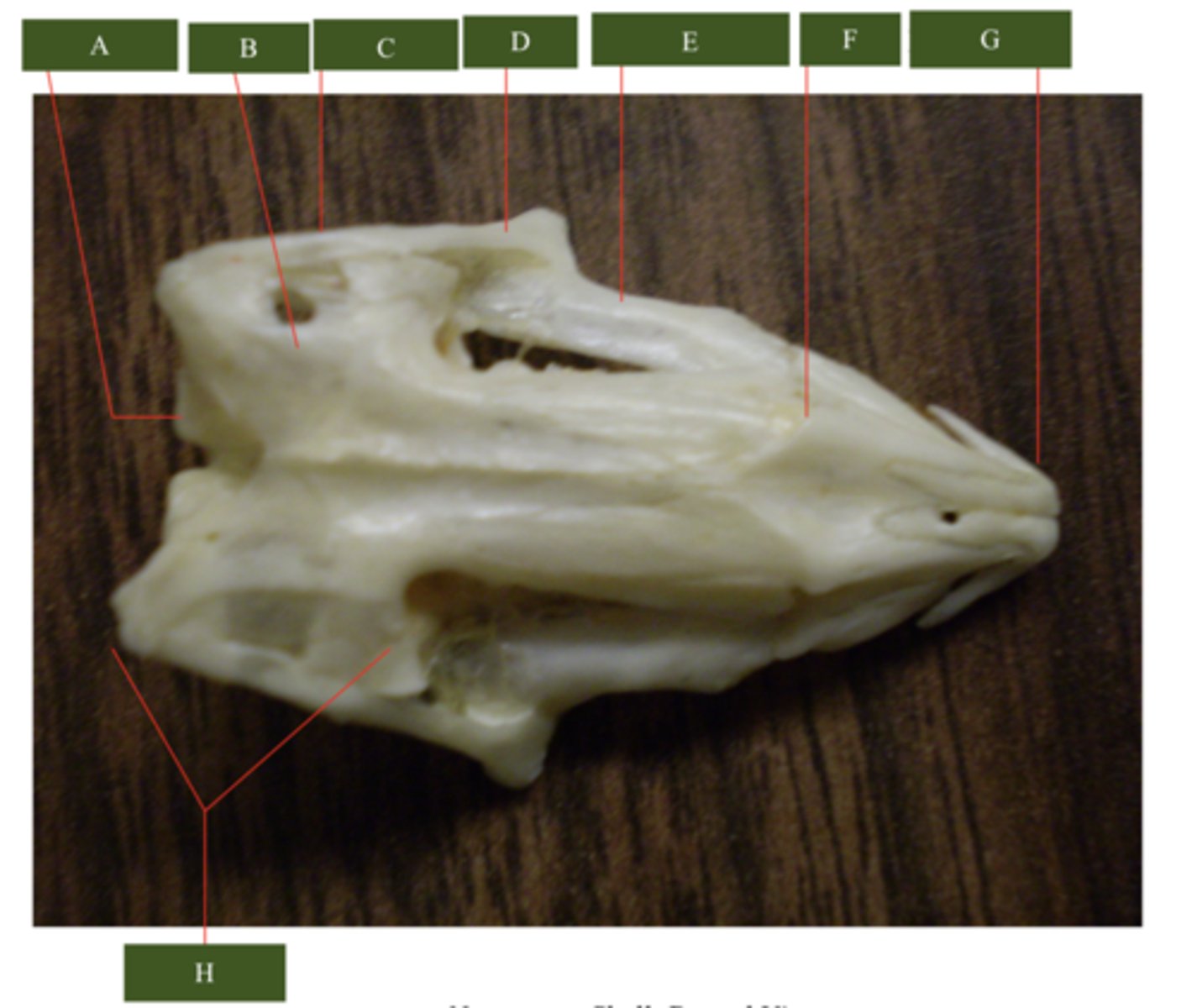 <p>What does letter E point to?</p>