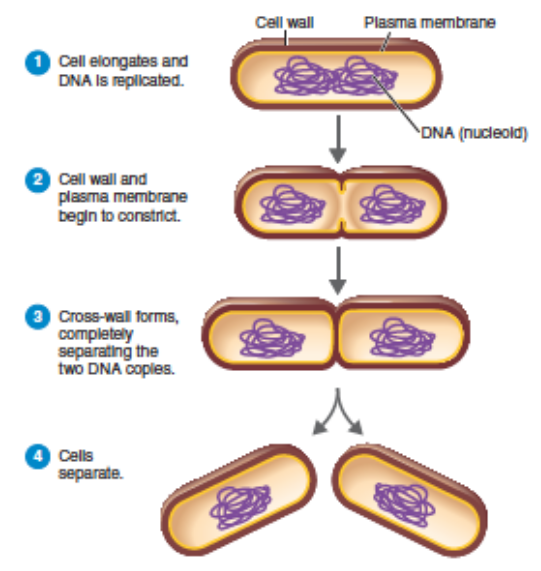 <p>cell elongates, DNA replicated, cell constricts then splits</p>