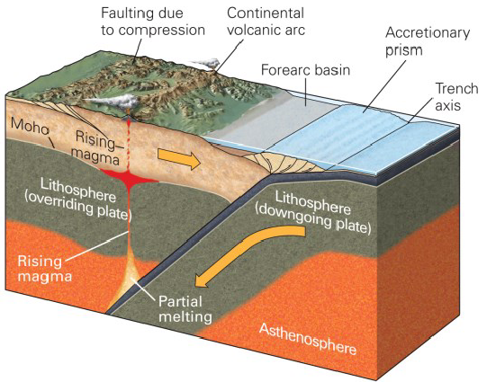 <ul><li><p><em>Trench:</em> deep depression where oceanic plate begins to sink</p></li><li><p><em>Subducting Plate:</em> denser oceanic lithosphere descending into the mantle</p></li><li><p><em>Overriding Plate:</em> continental or oceanic plate above the subducting slab</p></li><li><p><em>Volcanic/ Magmatic Arc: </em>chain of volcanoes on overriding plate from magma generated by slab melting</p></li><li><p><em>Accretionary Prism:</em> sediments scraped off subducting plate forming a wedge at the trench (like a snow pile pushed by bull dozer)</p></li><li><p><em>Back Arc Basin</em>: depression or basin behind a volcanic arc at a subduction zone cause by overstretching of the plate</p></li><li><p><em>Forearc Basin:</em> basin between a volcanic arc and the trench at a subduction zone, forms as a result of accumulated sediment from accretionary prism</p></li></ul><p></p>
