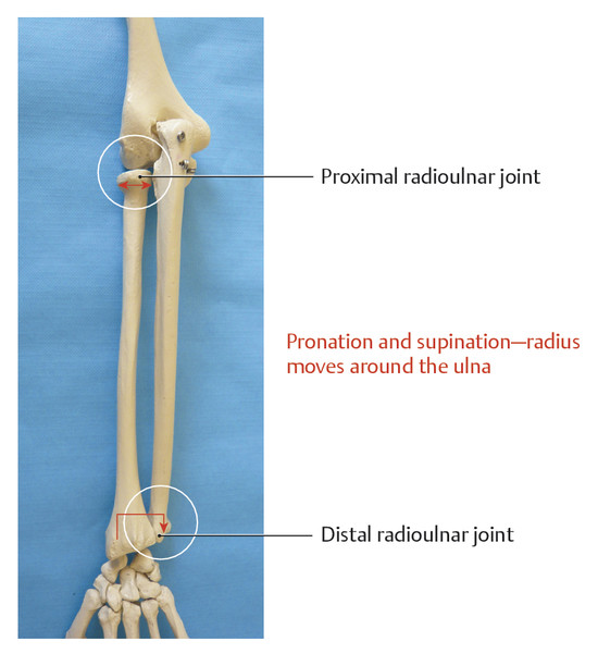 <p>Joint btw radius and ulna (distal)</p>
