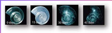 <p>pteropod, tiny sea creature (size of a pea), major food source. When put in sea water reflecting the pH and carbonate levels for the year 2100 -&gt; their shell nearly disapears. +</p>