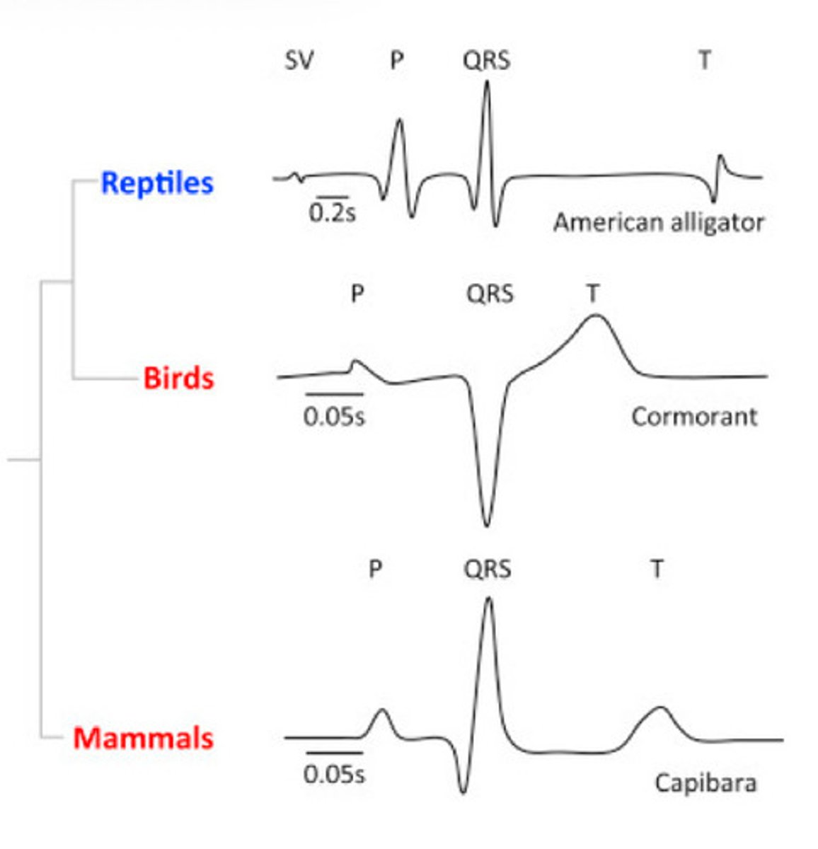 <p>What is special about a bird ECG?</p>