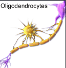 <p>What do oligodendrocytes do and in what nervous system are they in?</p>