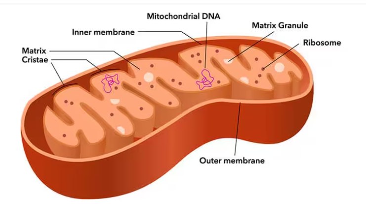 <p>Structure:</p><ul><li><p>Consists of a double membrane</p></li><li><p>Smooth outer membrane</p></li><li><p>Inner membrane is folded into cristae that increases surface are for enzymes that synthesize ATP</p></li><li><p>Inner membrane creates 2 compartments (Mitochondrial matrix &amp; intermembrane space</p></li><li><p>Contains ribosomes</p></li></ul><p></p><p>Functions:</p><ul><li><p>Helps with Cellular Respiration (Process of using oxygen to generate ATP)</p></li><li><p>Involved in cell metabolism, growth, and division</p></li></ul><p></p>