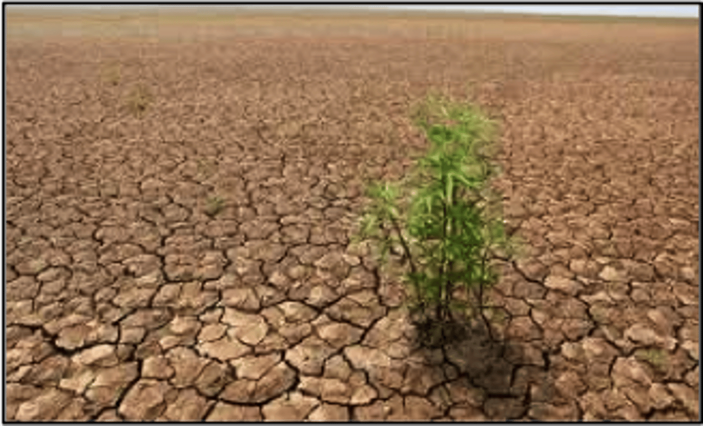 <p><strong>First</strong> species to <span class="bgB">populate an area</span> during primary succession</p><p>  - they have to be able to <span class="bgY">tolerate full sun</span> since there is no   shade</p>